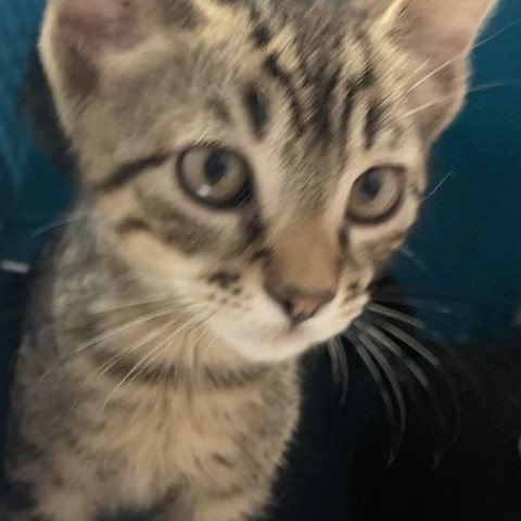 Salami, an adoptable Domestic Short Hair in Vieques, PR, 00765 | Photo Image 1