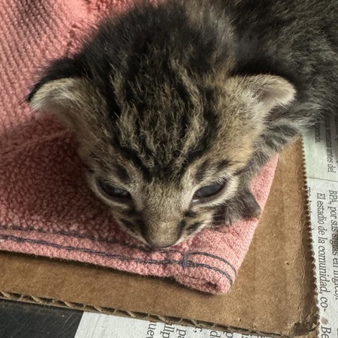 Salami, an adoptable Domestic Short Hair in Vieques, PR, 00765 | Photo Image 2