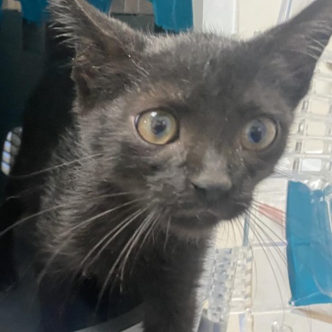 Prosciutto, an adoptable Domestic Short Hair in Vieques, PR, 00765 | Photo Image 1