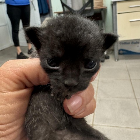 Prosciutto, an adoptable Domestic Short Hair in Vieques, PR, 00765 | Photo Image 2