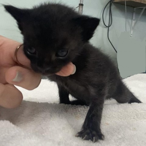 Prosciutto, an adoptable Domestic Short Hair in Vieques, PR, 00765 | Photo Image 3