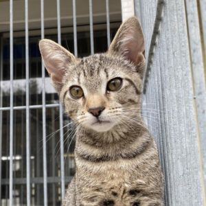 Hi My name is Sesame and Im at the Santa Barbara Campus Im a 3 month old domestic short hair