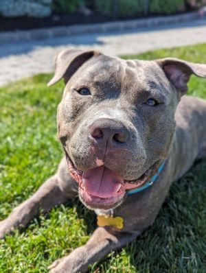 Meet Tony TONY can be the big headed love of your life This beefy 4 year old m