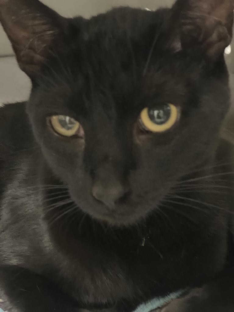 Panther, an adoptable Domestic Short Hair in Ontario, OR, 97914 | Photo Image 1