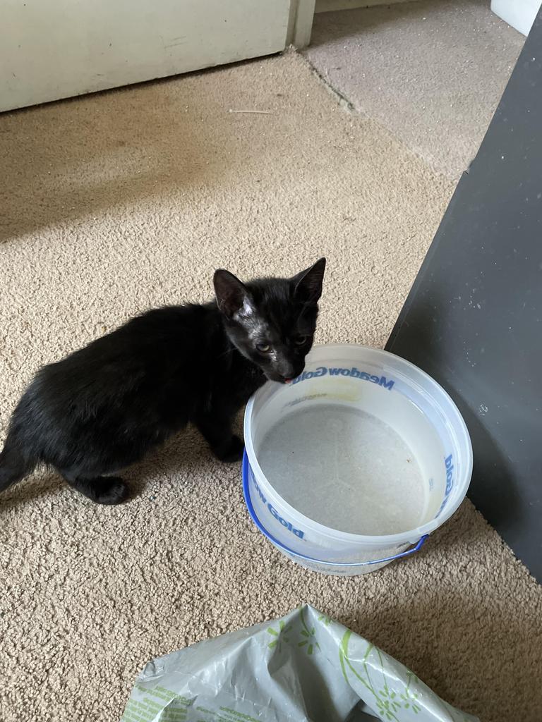 Panther, an adoptable Domestic Short Hair in Ontario, OR, 97914 | Photo Image 2