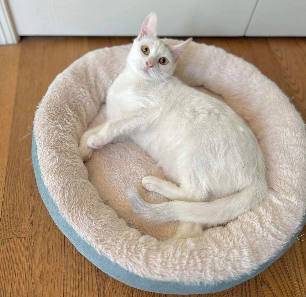 Harpurr, an adoptable Domestic Short Hair in Raleigh, NC, 27604 | Photo Image 1