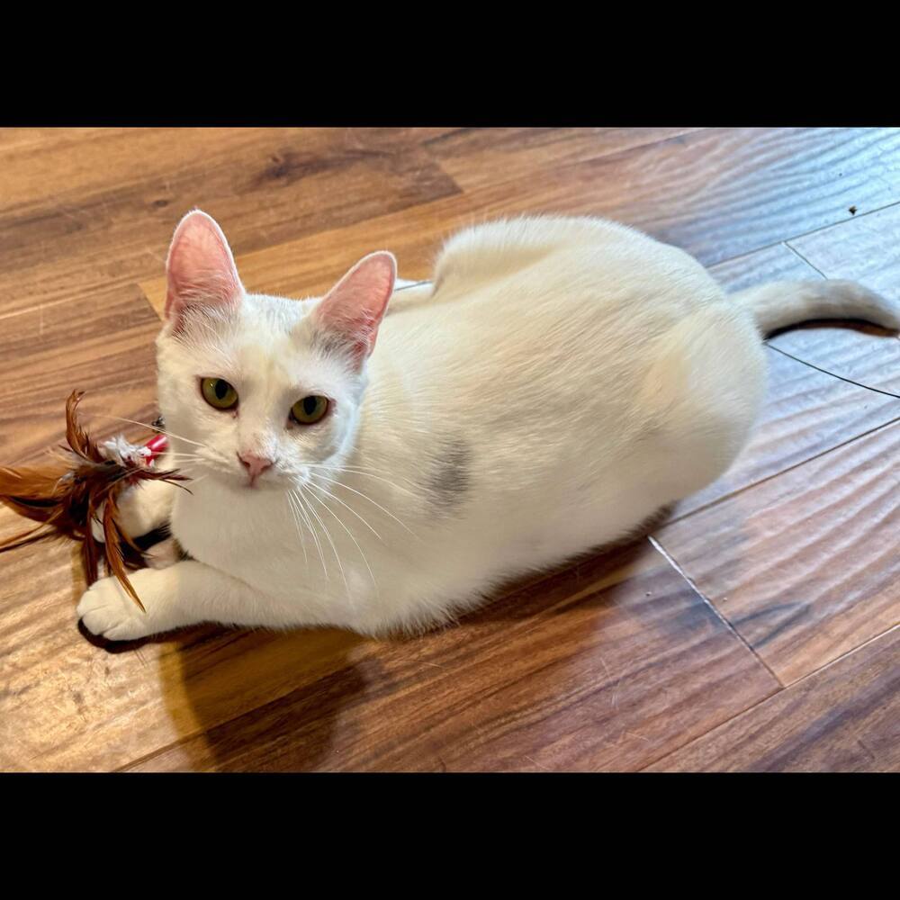 Harpurr, an adoptable Domestic Short Hair in Raleigh, NC, 27604 | Photo Image 2