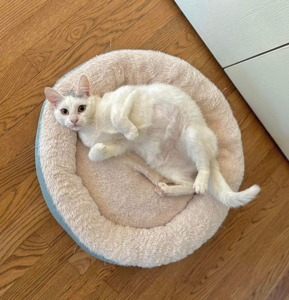 Harpurr, an adoptable Domestic Short Hair in Raleigh, NC, 27604 | Photo Image 3