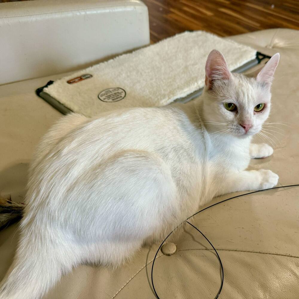 Harpurr, an adoptable Domestic Short Hair in Raleigh, NC, 27604 | Photo Image 4