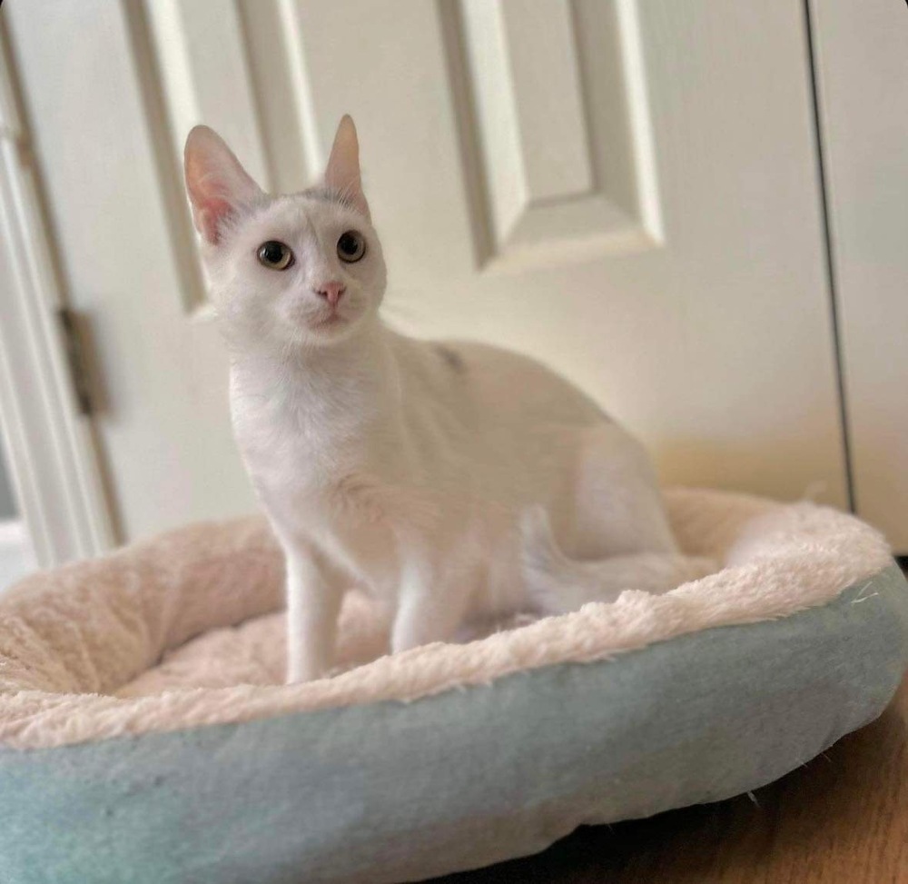 Harpurr, an adoptable Domestic Short Hair in Raleigh, NC, 27604 | Photo Image 5