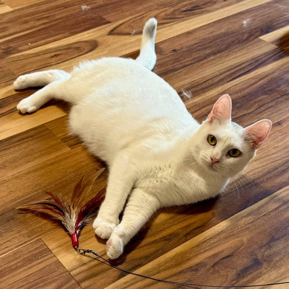 Harpurr, an adoptable Domestic Short Hair in Raleigh, NC, 27604 | Photo Image 6