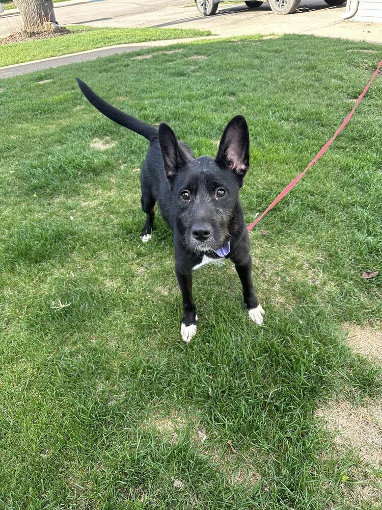 Luna, an adoptable Mixed Breed in Mandan, ND, 58554 | Photo Image 1