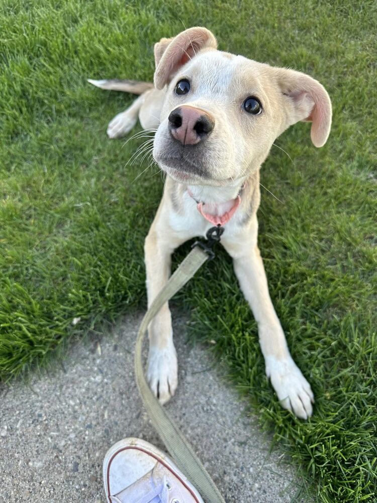 Ivory, an adoptable Mixed Breed in Mandan, ND, 58554 | Photo Image 1