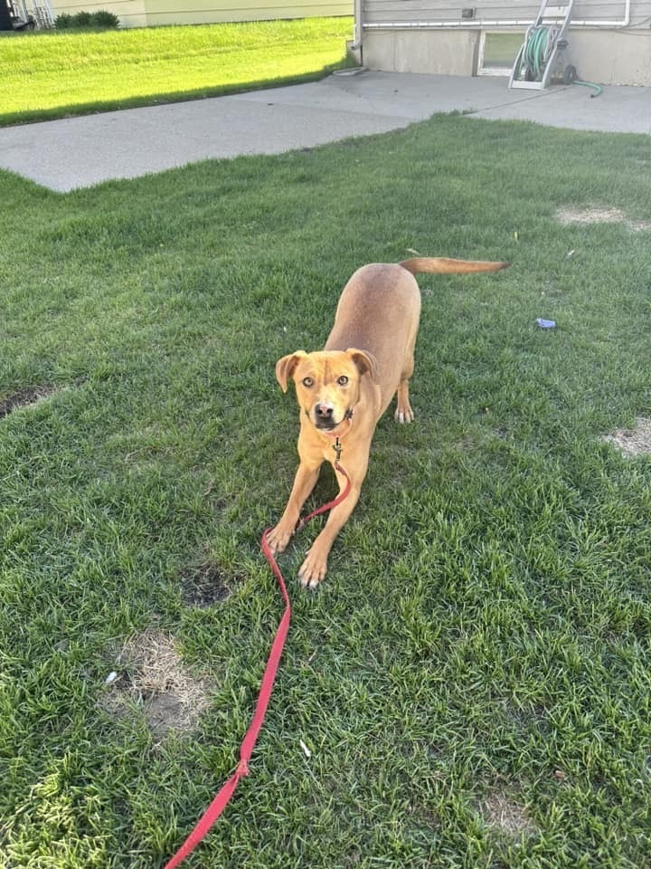 Penny, an adoptable Mixed Breed in Mandan, ND, 58554 | Photo Image 1