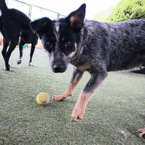 Pancake, an adoptable Australian Cattle Dog / Blue Heeler in Grand Junction, CO, 81505 | Photo Image 1