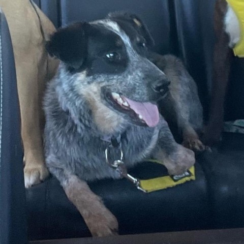 Pancake, an adoptable Australian Cattle Dog / Blue Heeler in Grand Junction, CO, 81505 | Photo Image 2