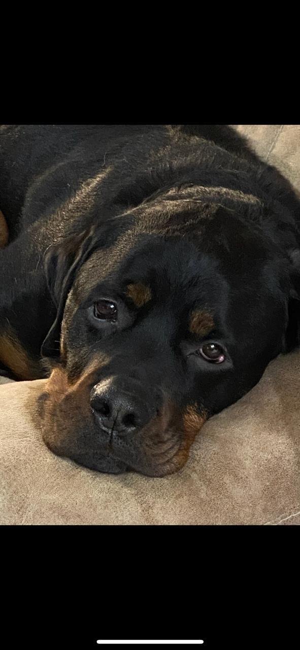 Nitro/Referral, an adoptable Rottweiler in Laurel, MT, 59715 | Photo Image 1