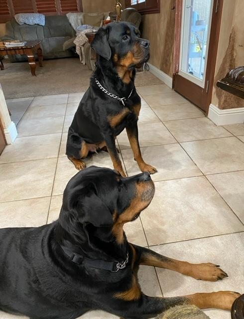 Nitro/Referral, an adoptable Rottweiler in Laurel, MT, 59715 | Photo Image 2