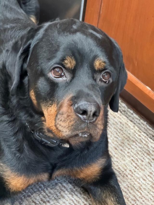 Nitro/Referral, an adoptable Rottweiler in Laurel, MT, 59715 | Photo Image 3