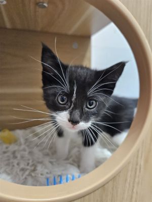This adorable little girl is Cricket She is the purrfect blend of playful energy and snuggly sweetn