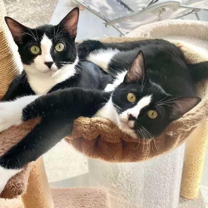 Glowy & Waffles, an adoptable Tuxedo, Domestic Short Hair in San Luis Obispo, CA, 93406 | Photo Image 1