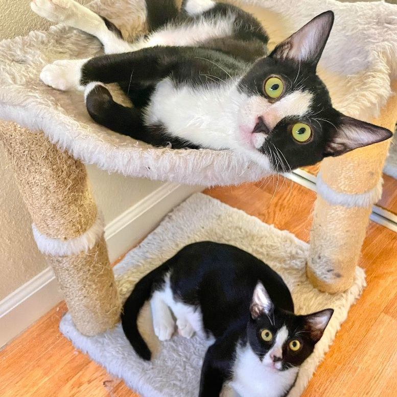 Glowy & Waffles, an adoptable Domestic Short Hair in San Luis Obispo, CA, 93406 | Photo Image 2