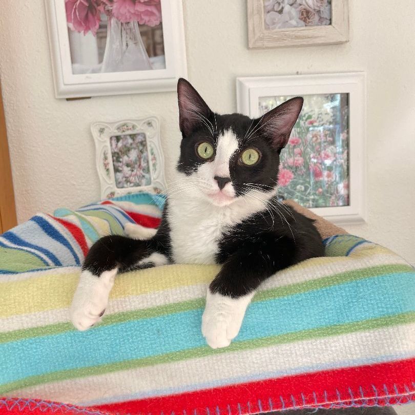 Glowy & Waffles, an adoptable Tuxedo, Domestic Short Hair in San Luis Obispo, CA, 93406 | Photo Image 3