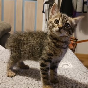 Snicker Kitten Domestic Medium Hair Cat