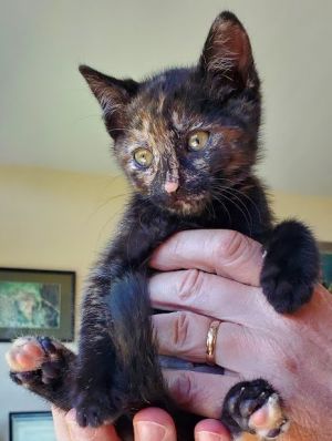 Torri is a short-haired female tortoiseshell kitten who is a very good mouser toys only and enjoys