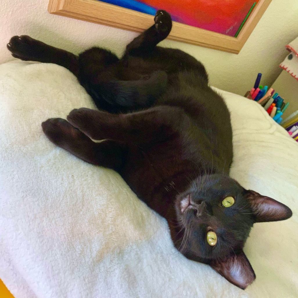 LoLo - Big Lovable Boy!, an adoptable Domestic Short Hair in San Luis Obispo, CA, 93406 | Photo Image 1