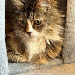 Olivia is 11 yrs old and extra floofy She is looking for a very patient and kin