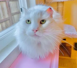 Vinny Chums is a super-floofy 3-year-old long-haired buddy He is loving affectionate and very a