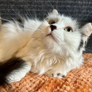 Mimi - 6 years young! Domestic Medium Hair Cat
