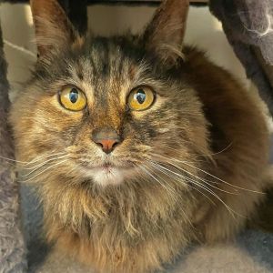 ZELLY BELLY Zelly Belly is a four-year-old long-haired tortoise-shell sweetheart She loves to be 