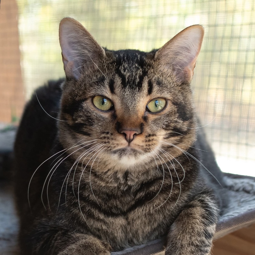 Leafeon, an adoptable Domestic Short Hair in Brighton, MO, 65617 | Photo Image 1