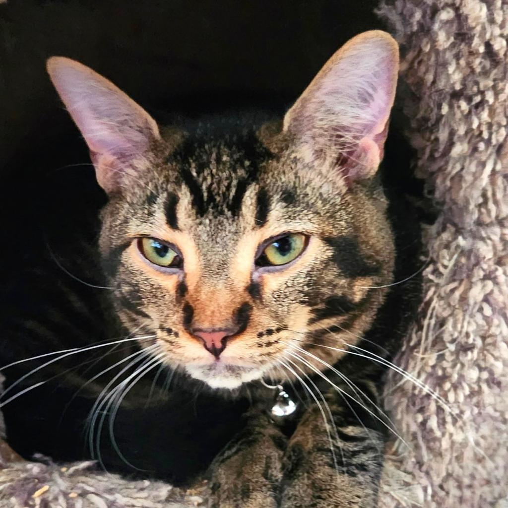 Leafeon, an adoptable Domestic Short Hair in Brighton, MO, 65617 | Photo Image 2