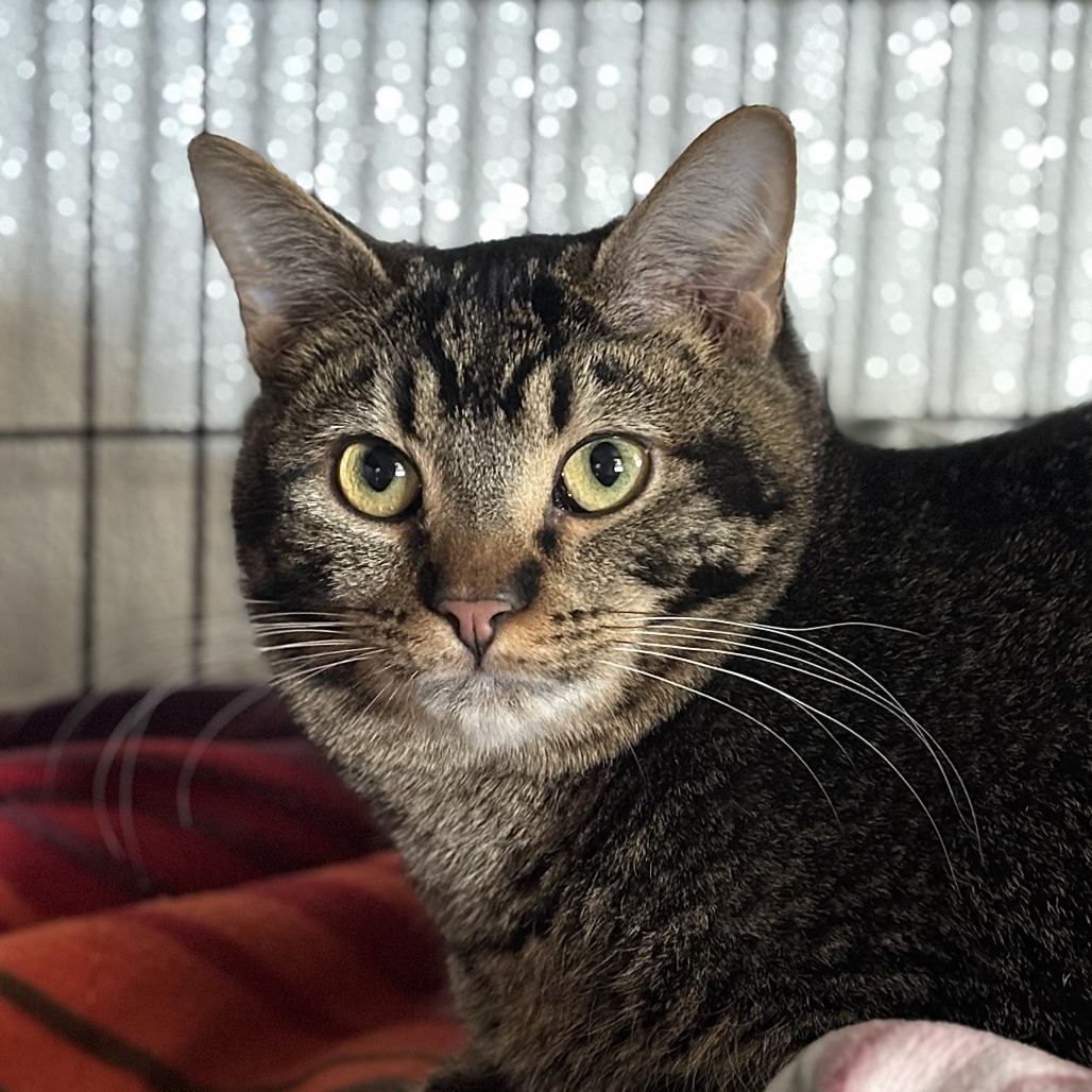 Leafeon, an adoptable Domestic Short Hair in Brighton, MO, 65617 | Photo Image 2