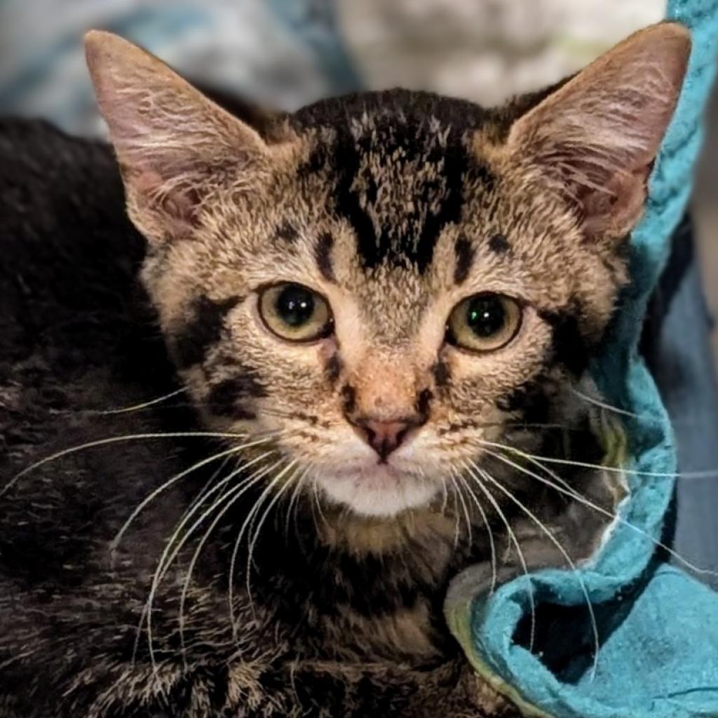 Leafeon, an adoptable Domestic Short Hair in Brighton, MO, 65617 | Photo Image 3