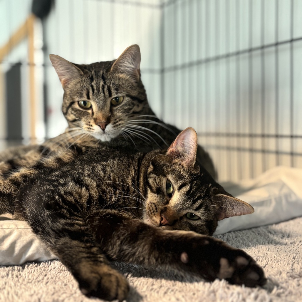 Leafeon, an adoptable Domestic Short Hair in Brighton, MO, 65617 | Photo Image 3