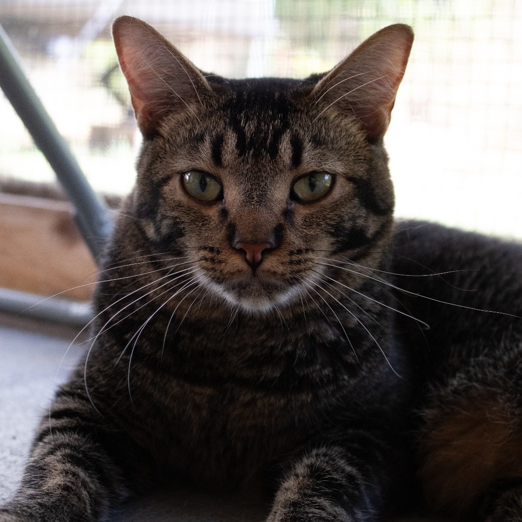 Leafeon, an adoptable Domestic Short Hair in Brighton, MO, 65617 | Photo Image 4
