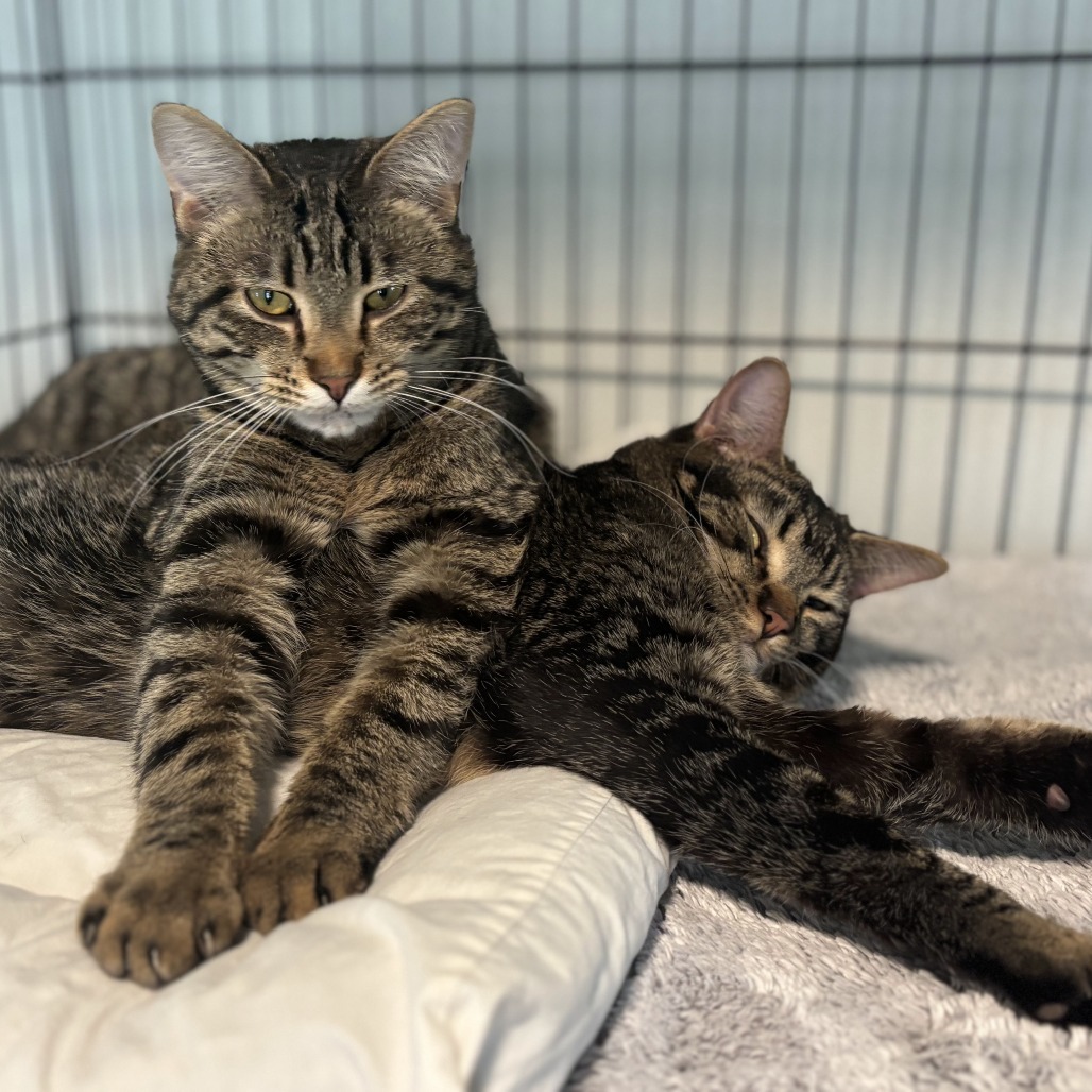 Leafeon, an adoptable Domestic Short Hair in Brighton, MO, 65617 | Photo Image 5