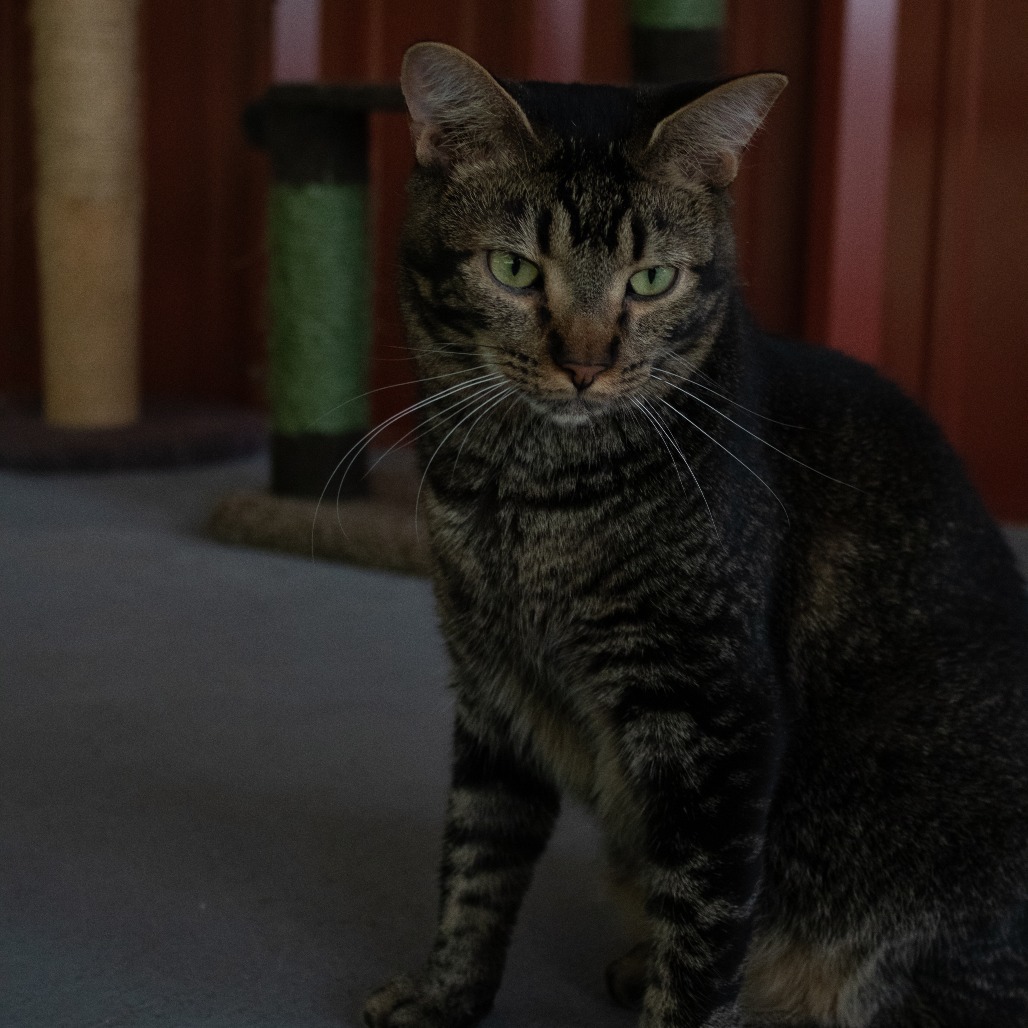 Leafeon, an adoptable Domestic Short Hair in Brighton, MO, 65617 | Photo Image 5