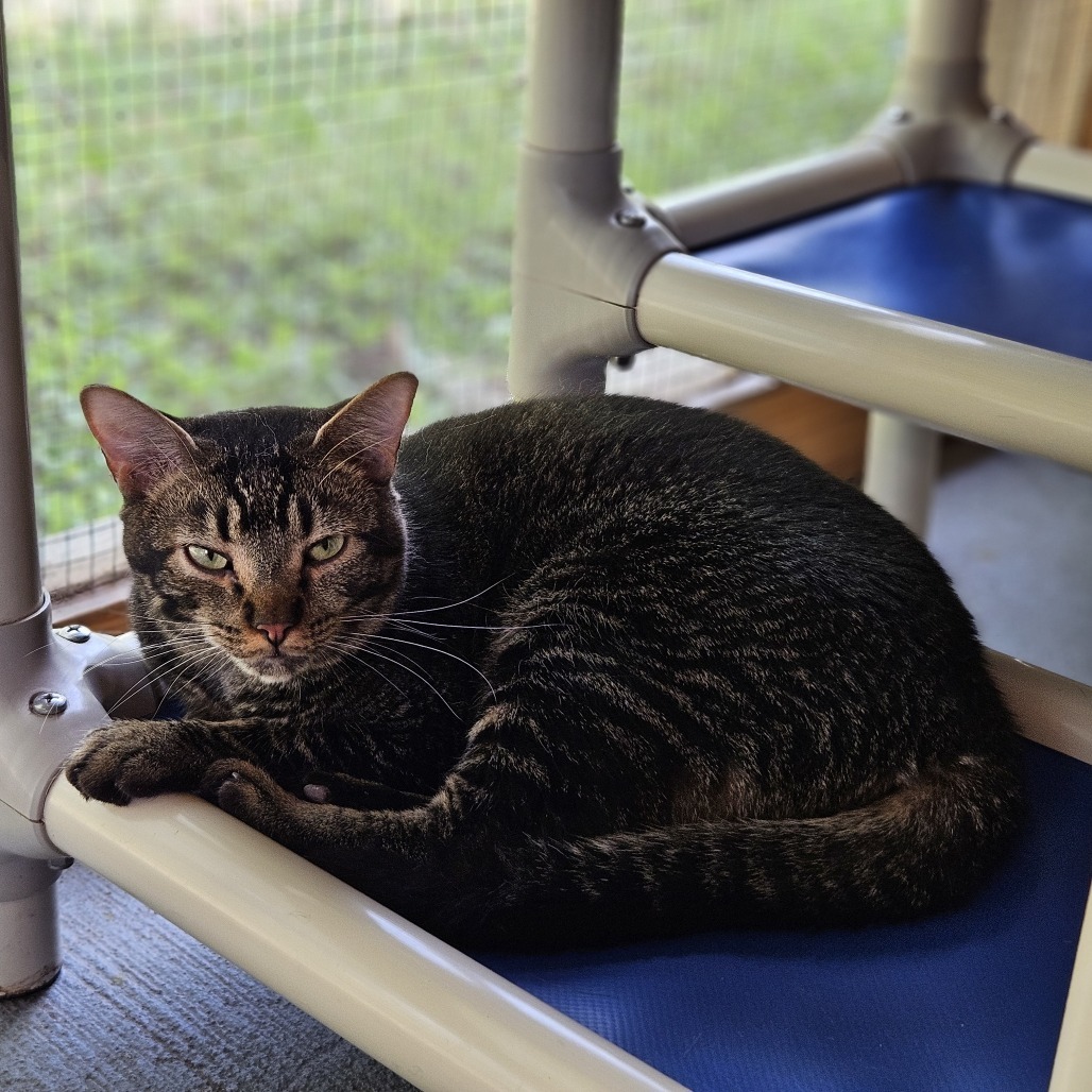 Leafeon, an adoptable Domestic Short Hair in Brighton, MO, 65617 | Photo Image 5