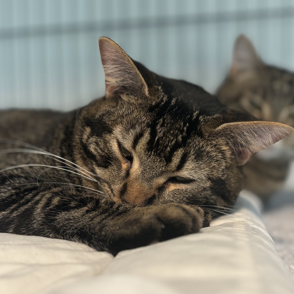 Leafeon, an adoptable Domestic Short Hair in Brighton, MO, 65617 | Photo Image 6