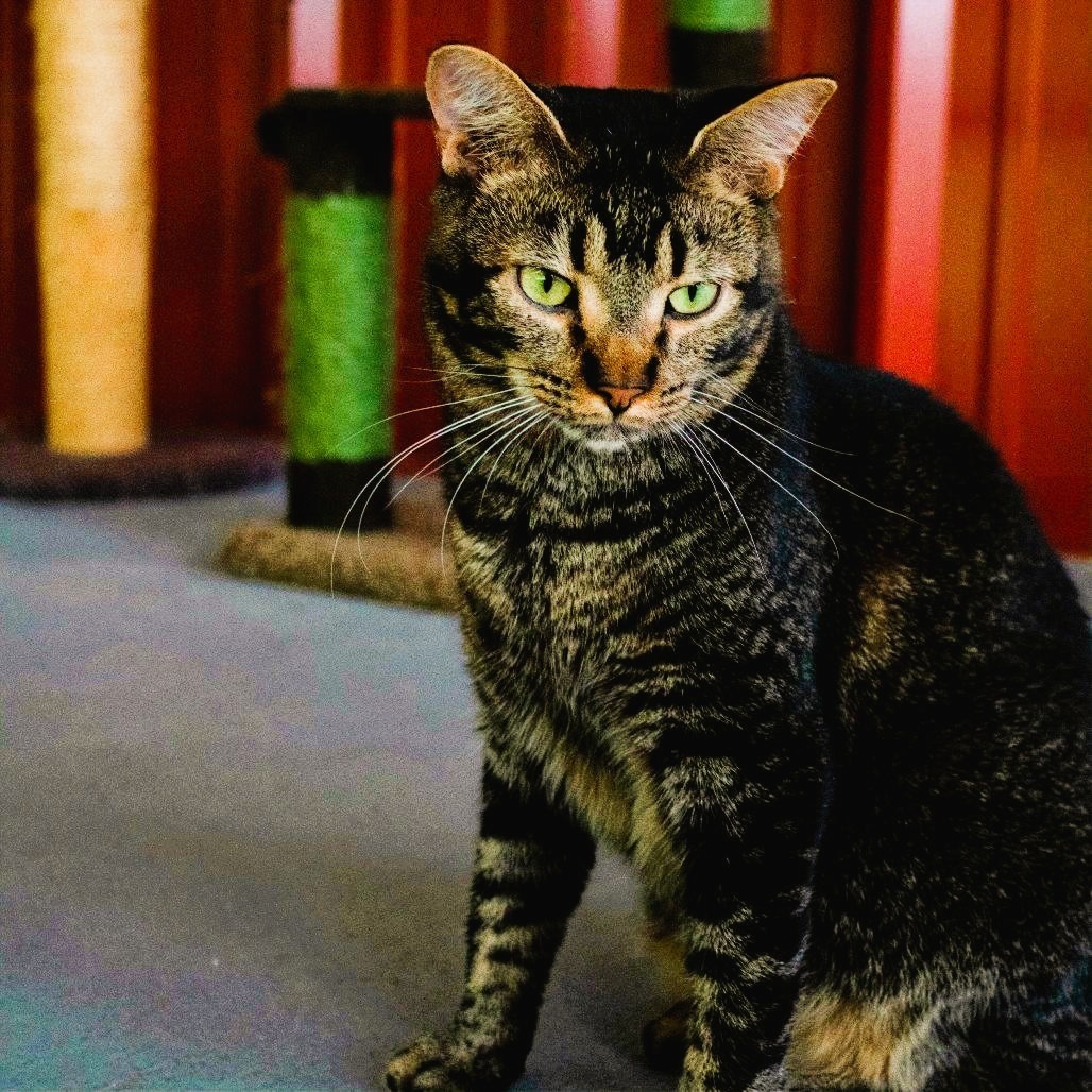 Leafeon, an adoptable Domestic Short Hair in Brighton, MO, 65617 | Photo Image 6