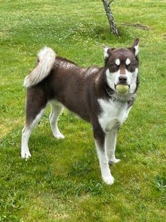 SIRIUS Alaskan Malamute Dog