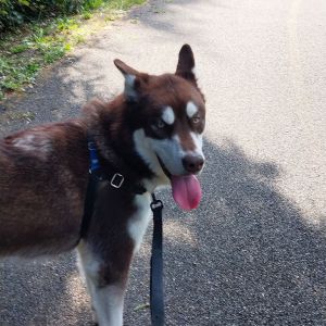 SIRIUS Alaskan Malamute Dog