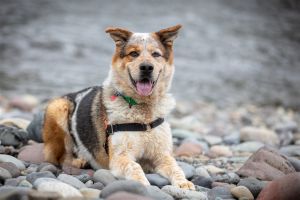 HADES Alaskan Malamute Dog