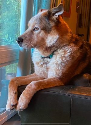 HADES Alaskan Malamute Dog