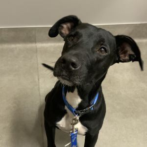 Cody D44525